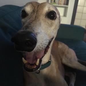 Meet your Posher, Benjamin